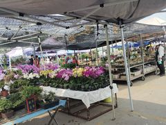 -中环花鸟鱼虫市场