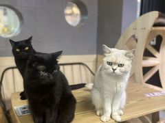 -豆逗聊愈猫阁Easy Life