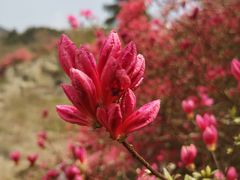 -木兰云雾山