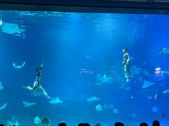 -烟台海昌鲸鲨海洋公园