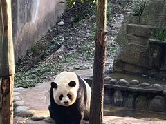 -中国大熊猫保护研究中心雅安碧峰峡基地