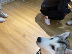 -Husky Go! 哈士奇体验馆·宠物咖啡厅狗咖