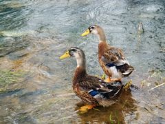 -靖西鹅泉风景区