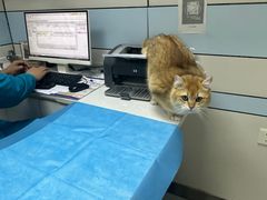 -中农国际动物医院24小时·猫科·骨科·急重症中心