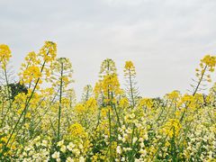 -中国天府农业博览园