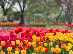 -石家庄市植物园