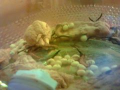 android_upload_pic-乡土特色.冷锅鱼.牦牛肉汤锅