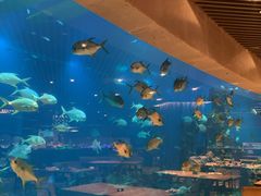 -海棠湾洲际-涛·海底餐厅·美人鱼·自助餐·海底隧道