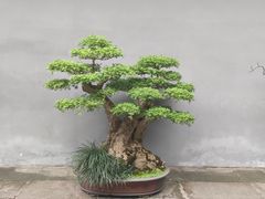 -成都杜甫草堂博物馆
