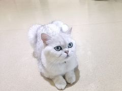 -藏猫猫咖啡主题馆(中央大道店)