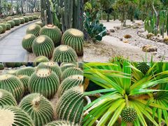 -深圳仙湖植物园