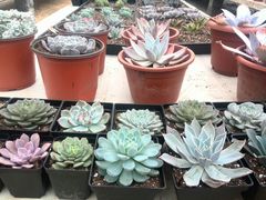 android_upload_pic-南农多肉大棚