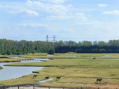 -溱湖国家湿地公园