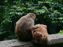 -黔灵山公园
