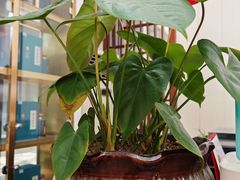 -梅州天地人花园酒店(梅县人民广场店)