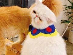 -More Fun猫咖 二十只万元加菲主题