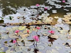 -曼听御花园