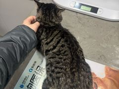 -四月宠物医院·猫专科·心脏专科·内科(转塘店)
