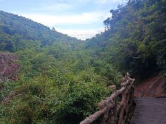 -东莞市大岭山森林公园