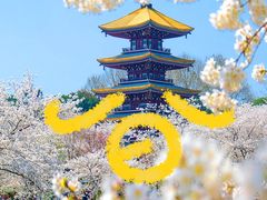 -武汉大学-樱园