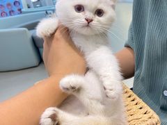 -lincat·猫舍(广州店)