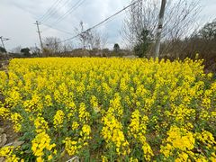 -两河城市森林公园