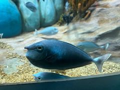 -合肥海洋世界
