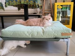 -平行世界·猫咖(首经贸店)