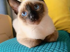 -欣宠猫屋·矮脚拿破仑·蓝金金渐层