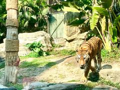 -深圳野生动物园