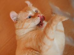 -猫腻·猫咖·撸猫馆(星光大道店)