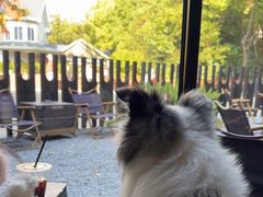 -J Create城市露营咖啡·简餐·宠物(上海动物园店)