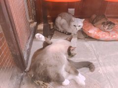 -猫咪博物馆(顶澳仔猫街店)