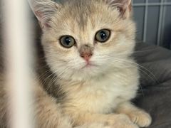 -翊宠yipet猫狗购宠庄园犬舍•猫舍