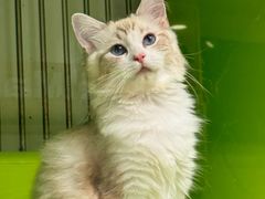 -唐小姐の私宠·宠物洗护美容·撸猫馆·购宠(周浦万达旗舰店)