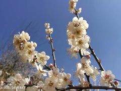 -广州市流溪河国家森林公园