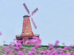 -大塘金香草谷