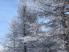 -多乐美地滑雪场