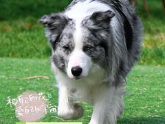 -爪吧宠物乐园 (温榆河示范区店)