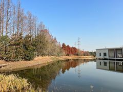 -上海长兴岛郊野公园