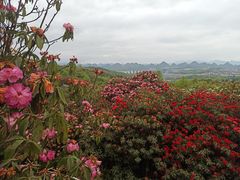 -贵州百里杜鹃风景名胜区