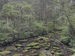 -汤旺河林海奇石景区