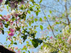 -深圳国际园林花卉博览园