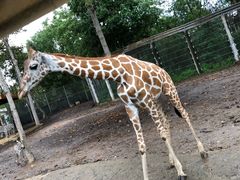 -清迈夜间动物园