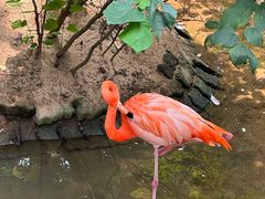 -西霞口神雕山野生动物世界