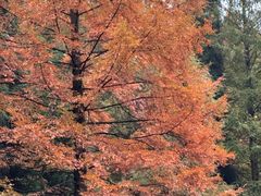 -山王坪喀斯特国家生态公园