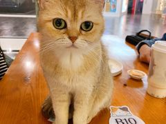 -猫小院猫主题餐厅(三里屯店)