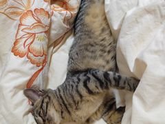 -芭比堂动物医院·犬猫全科·异宠专科(雁塔分院)