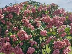 -王借岗森林公园