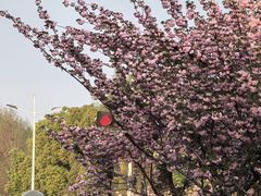 -苏州独墅湖体育馆